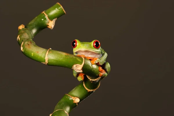 竹の茎に赤い目をしたアマガエル — ストック写真