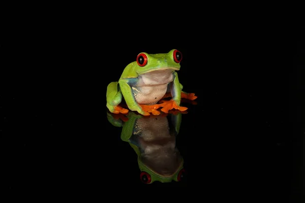 Red Eyed Tree Frog Zwarte Achtergrond — Stockfoto