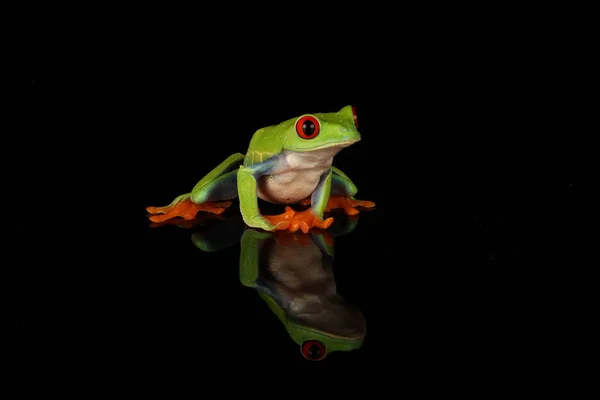 黑色背景红眼树蛙 — 图库照片