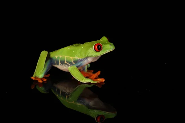 Red Eyed Tree Frog Zwarte Achtergrond — Stockfoto