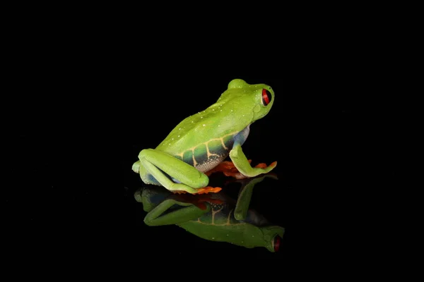 Czerwony Eyed Tree Frog Czarnym Tle — Zdjęcie stockowe