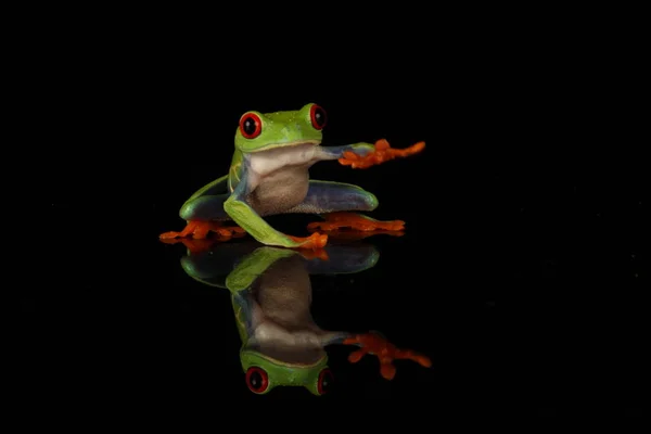 黑色背景红眼树蛙 — 图库照片