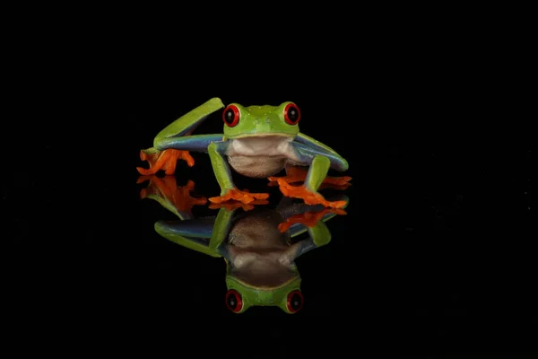 Red Eyed Tree Frog Zwarte Achtergrond — Stockfoto