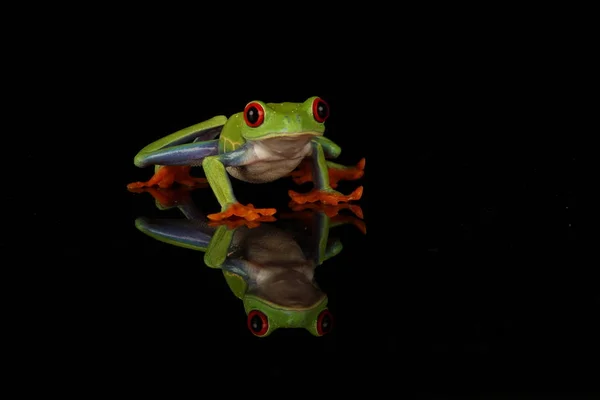 Grenouille Arborescente Aux Yeux Rouges Sur Fond Noir — Photo