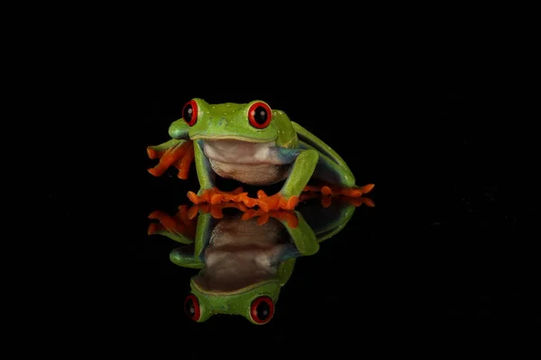 Red Eyed Tree Frog Zwarte Achtergrond — Stockfoto
