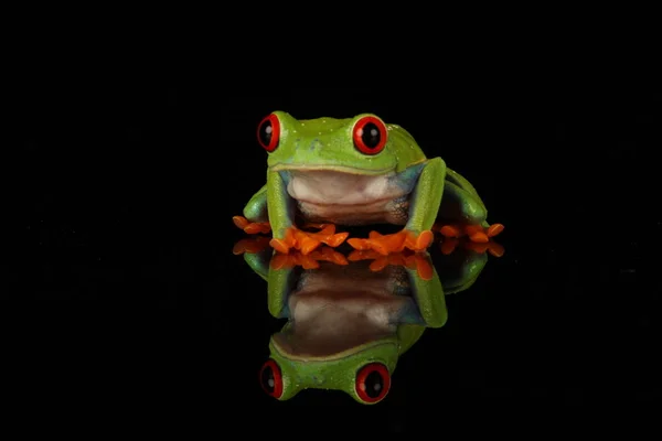 Red Eyed Tree Frog Zwarte Achtergrond — Stockfoto