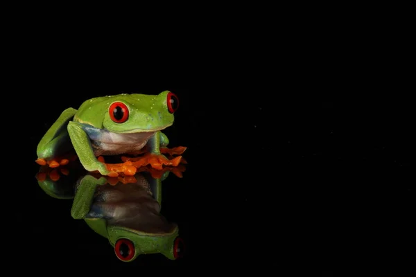 Red Eyed Tree Frog Zwarte Achtergrond — Stockfoto