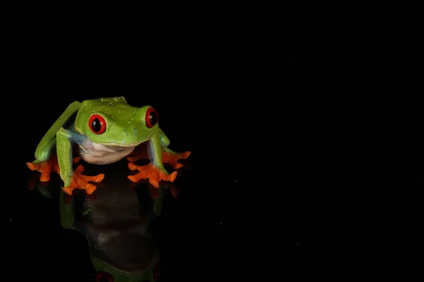 Laubfrosch Mit Roten Augen Auf Schwarzem Hintergrund — Stockfoto