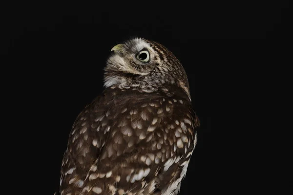 Portret Van Steenuil Zwarte Achtergrond — Stockfoto