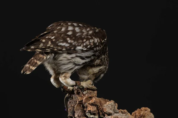 黒い背景にモリフクロウの肖像 — ストック写真