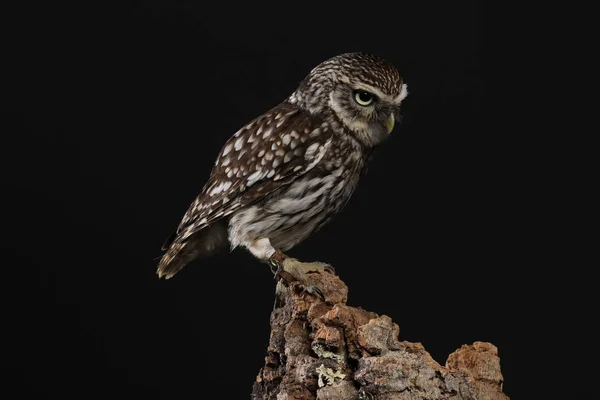 Portrait Tawny Owl Black Background — Stock Photo, Image