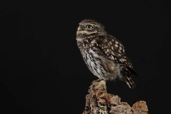 Retrato Tawny Coruja Sobre Fundo Preto — Fotografia de Stock