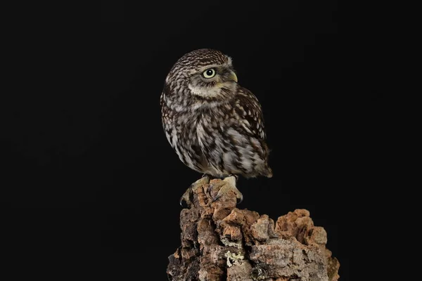 Porträt Der Waldkauz Auf Schwarzem Hintergrund — Stockfoto