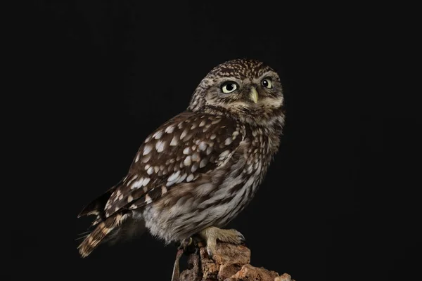 Porträt Der Waldkauz Auf Schwarzem Hintergrund — Stockfoto