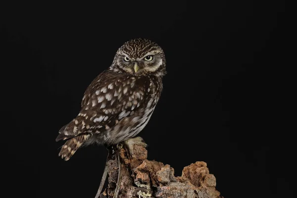 Portretul Lui Tawny Owl Fundal Negru — Fotografie, imagine de stoc