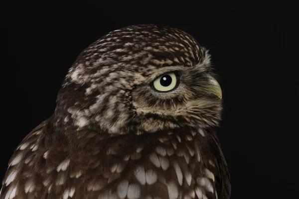 Retrato Tawny Coruja Sobre Fundo Preto — Fotografia de Stock