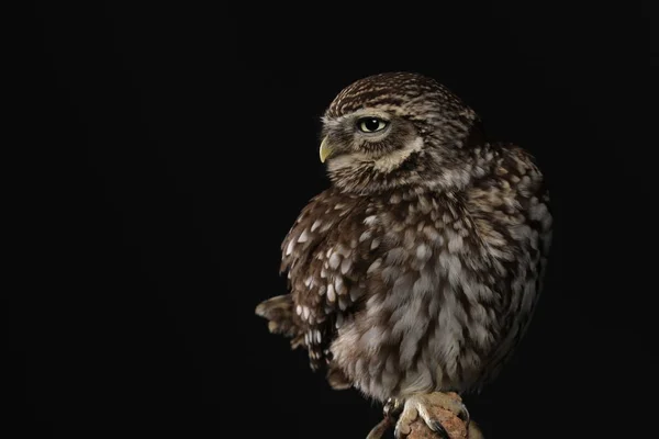 Porträtt Kattuggla Svart Bakgrund — Stockfoto