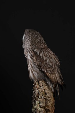 Büyük gri baykuş portre siyah arka plan üzerine