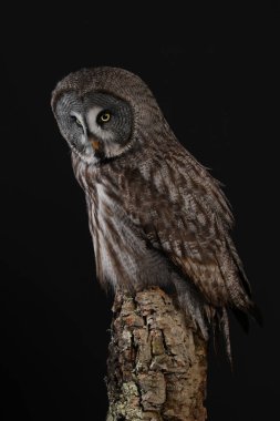Büyük gri baykuş portre siyah arka plan üzerine