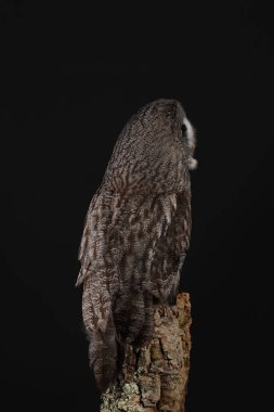 Büyük gri baykuş portre siyah arka plan üzerine