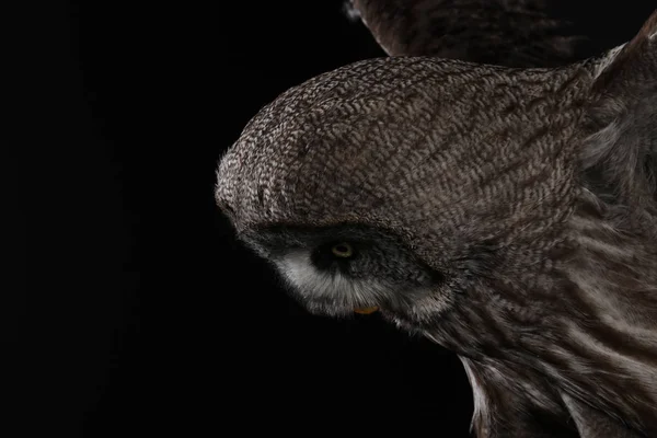 Büyük Gri Baykuş Portre Siyah Arka Plan Üzerine — Stok fotoğraf
