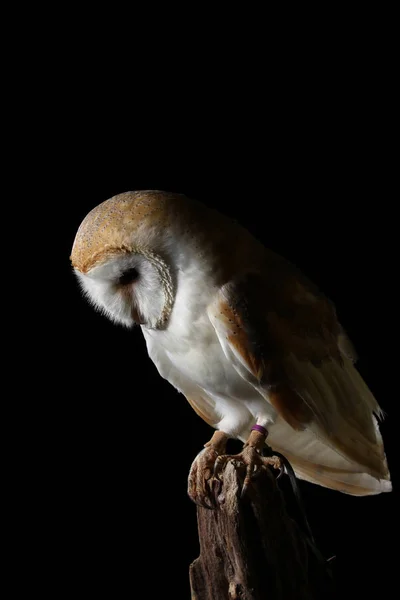 Portrait Barn Owl Black Background — Stock Photo, Image