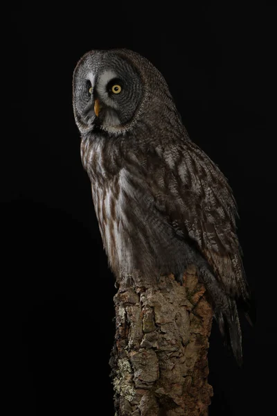 Portrait Great Grey Owl Black Background — Stock Photo, Image