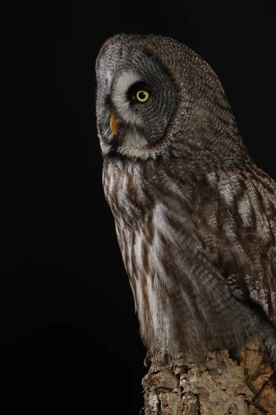 Büyük gri baykuş portre siyah arka plan üzerine