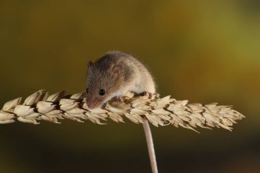 kulak buğday hasat fare