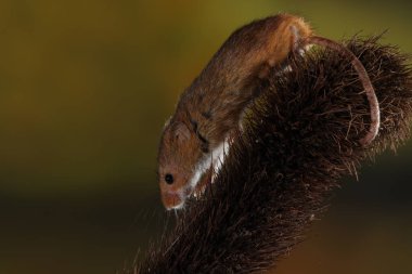 Dikenli bitki üzerinde fare hasat