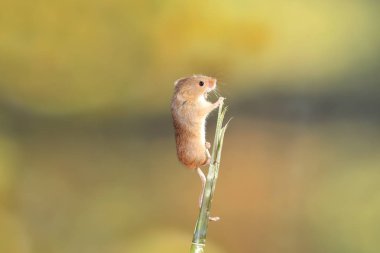 doğal ortamında yakalanan fare hasat