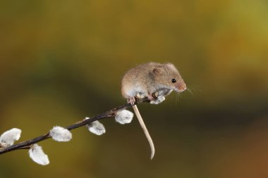 Willow'un kediler şube hasat fare 