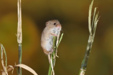 doğal ortamında yakalanan fare hasat