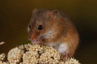 doğal ortamında yakalanan fare hasat