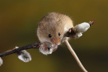 Willow'un kediler şube hasat fare 