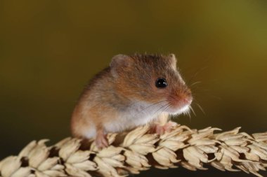 kulak buğday hasat fare