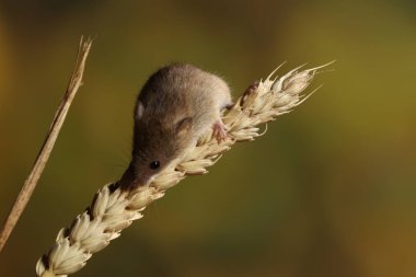 kulak buğday hasat fare