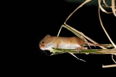 doğal ortamında yakalanan fare hasat