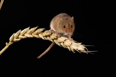 kulak buğday hasat fare