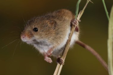 doğal ortamında yakalanan fare hasat