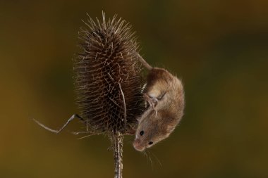 Dikenli bitki üzerinde fare hasat