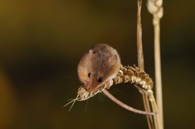 kulak buğday hasat fare