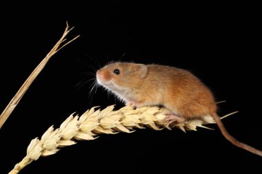 kulak buğday hasat fare