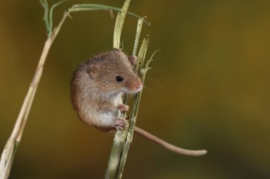 doğal ortamında yakalanan fare hasat