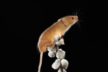 Willow'un kediler şube hasat fare 