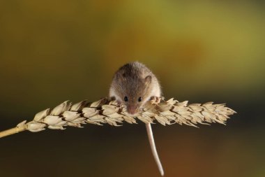 kulak buğday hasat fare
