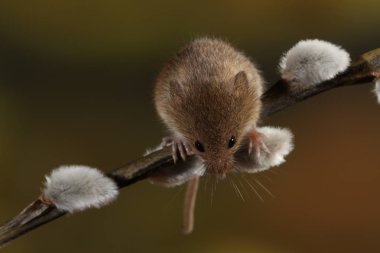 Willow'un kediler şube hasat fare 