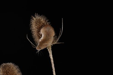 Dikenli bitki üzerinde fare hasat