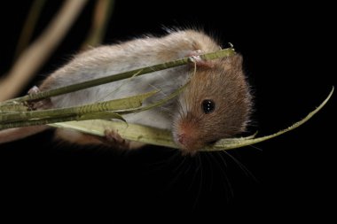 doğal ortamında yakalanan fare hasat