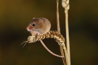 kulak buğday hasat fare